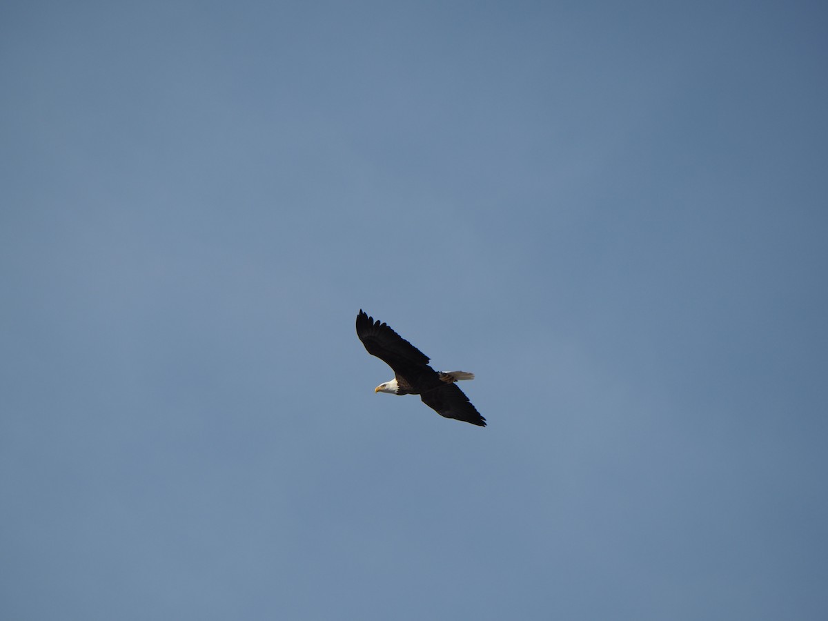 Bald Eagle - ML647690079