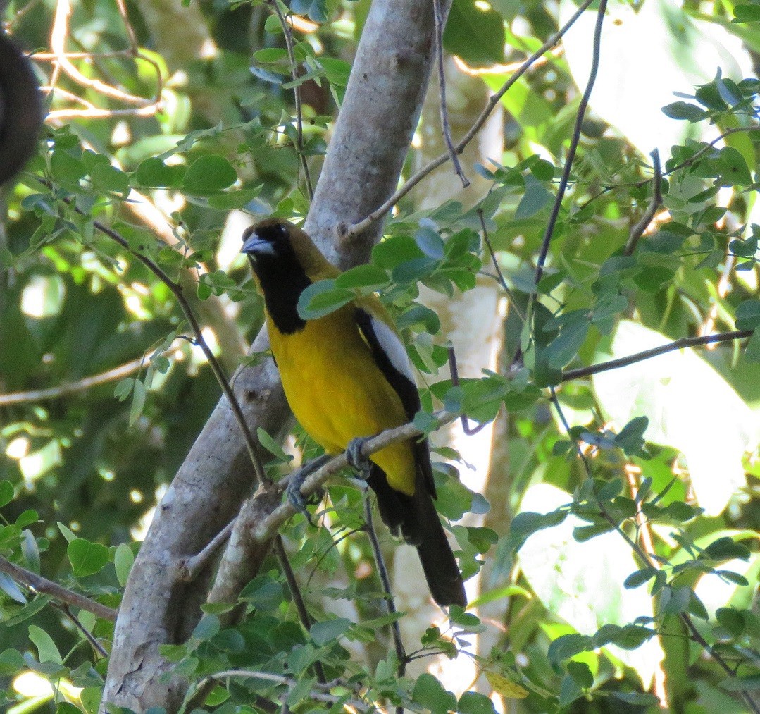 Jamaican Oriole - ML647690085