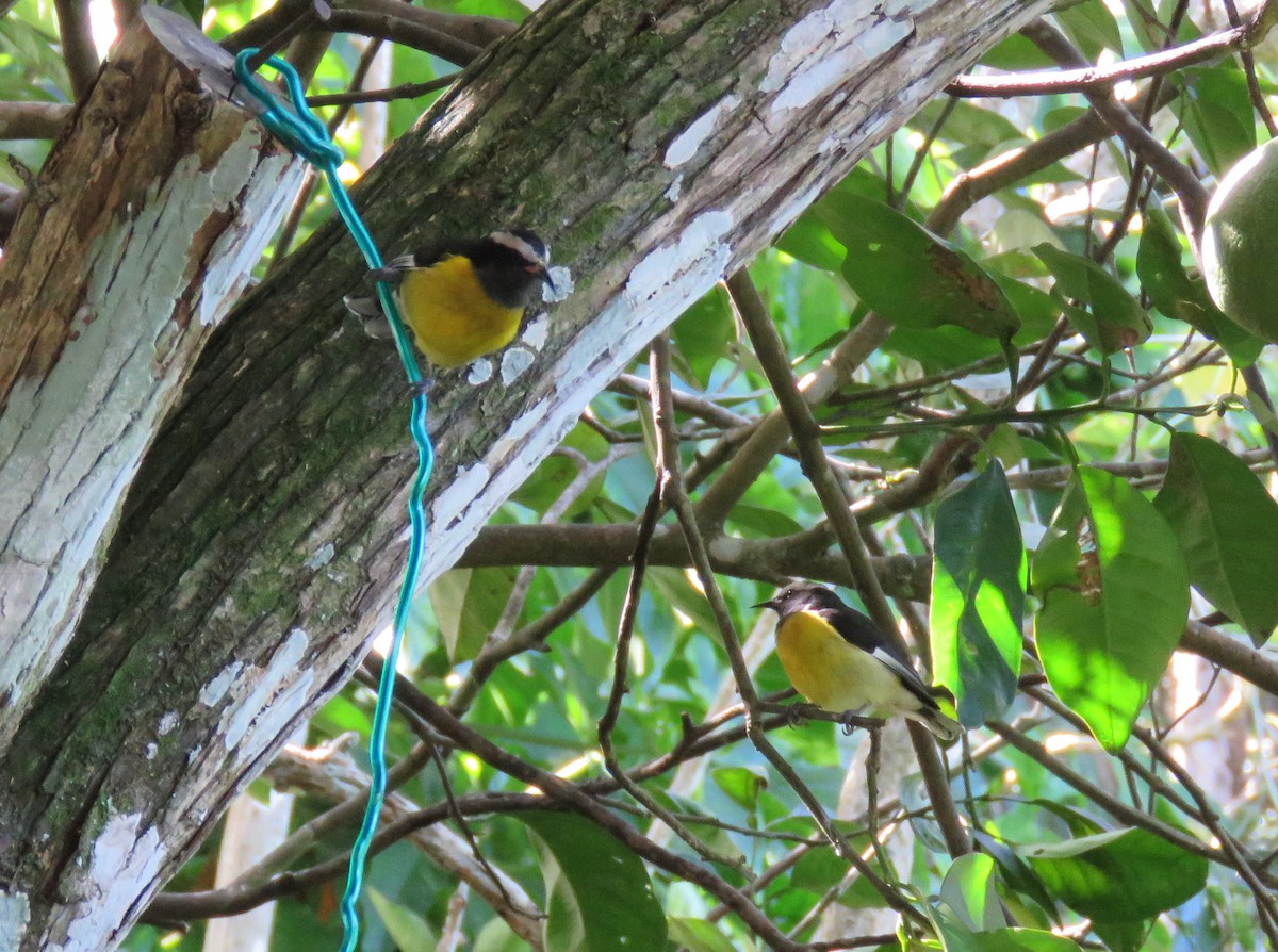 Bananaquit - ML647690091