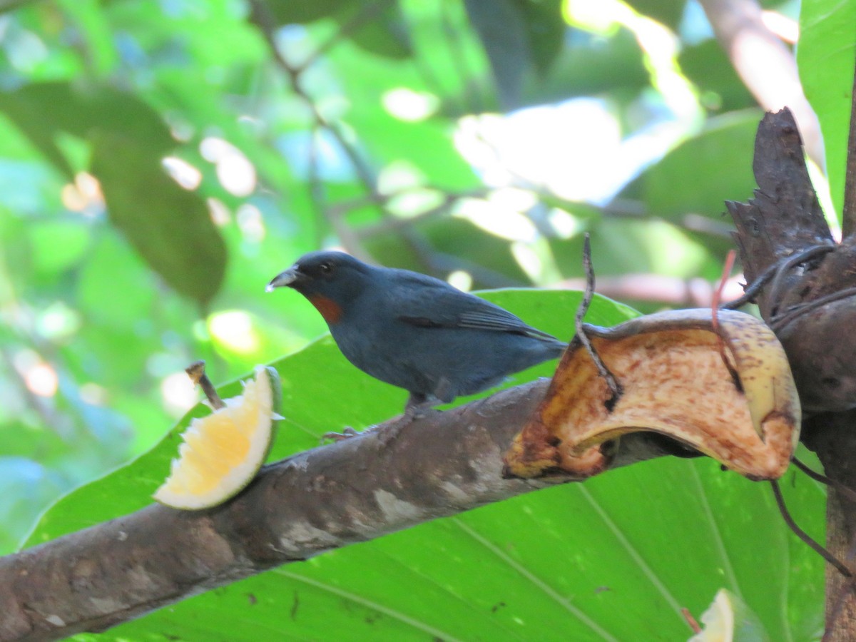 Orangequit - ML647690121