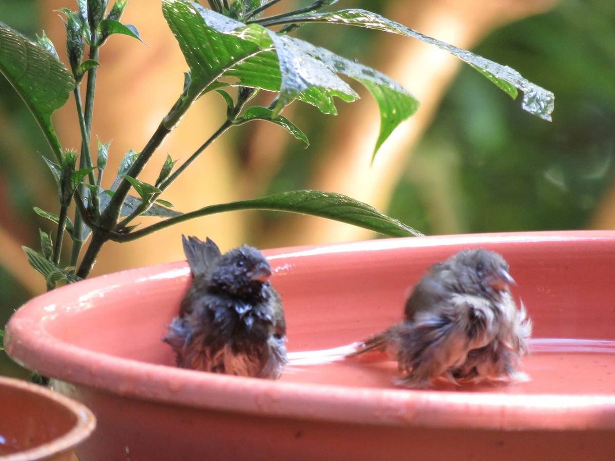 Black-faced Grassquit - ML647690128