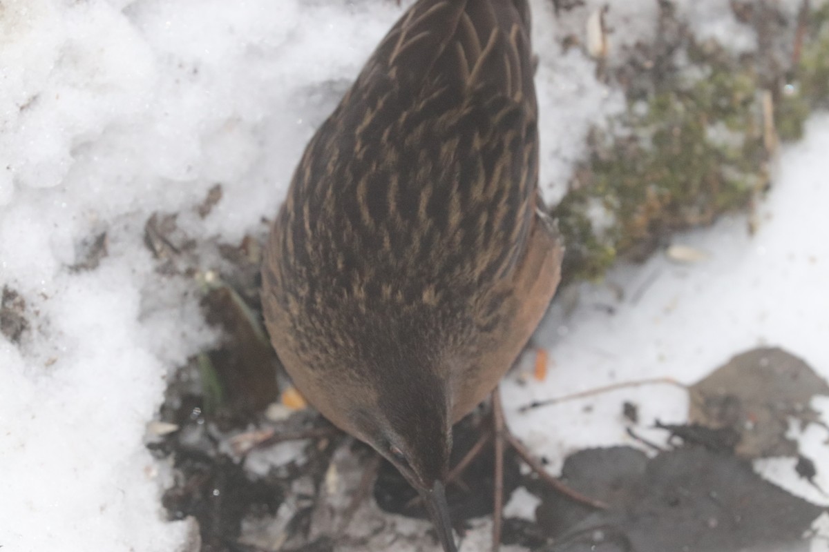 Virginia Rail - ML647690151