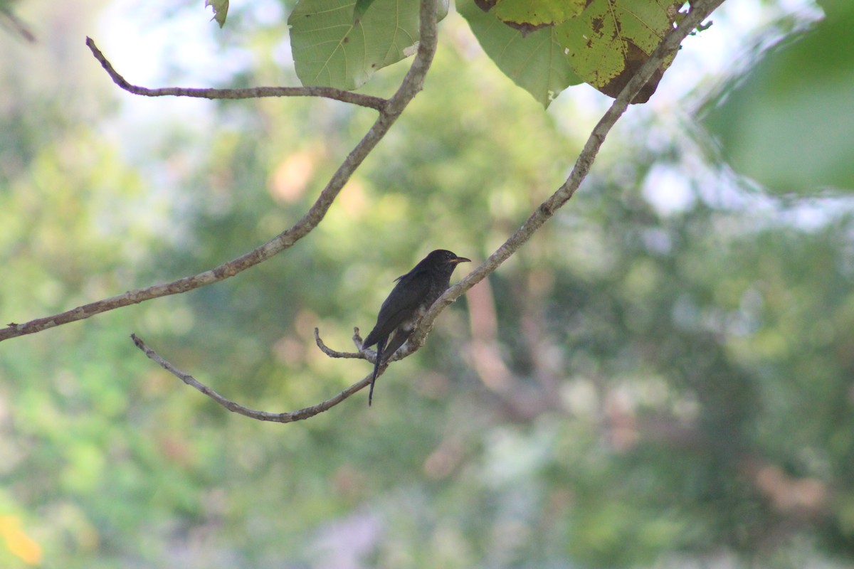 Gray-bellied Cuckoo - ML647690181