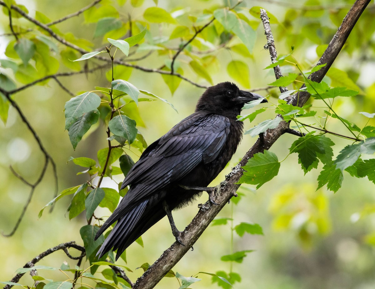 Common Raven - ML647690186