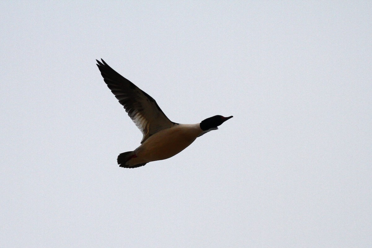 מרגון גדול - ML647690190