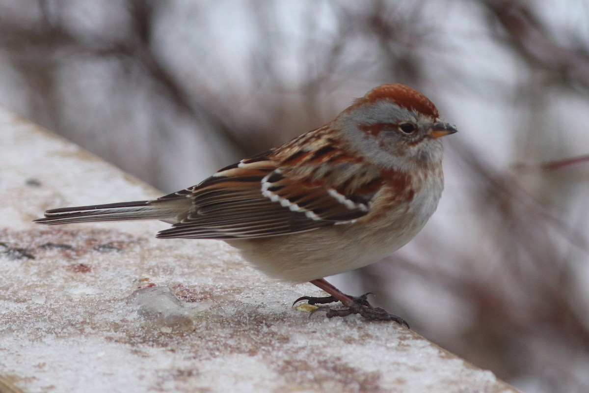 American Tree Sparrow - ML647690191
