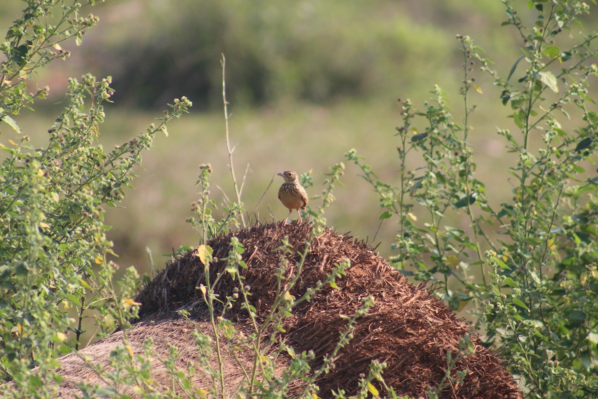 Jerdon's Bushlark - ML647690194
