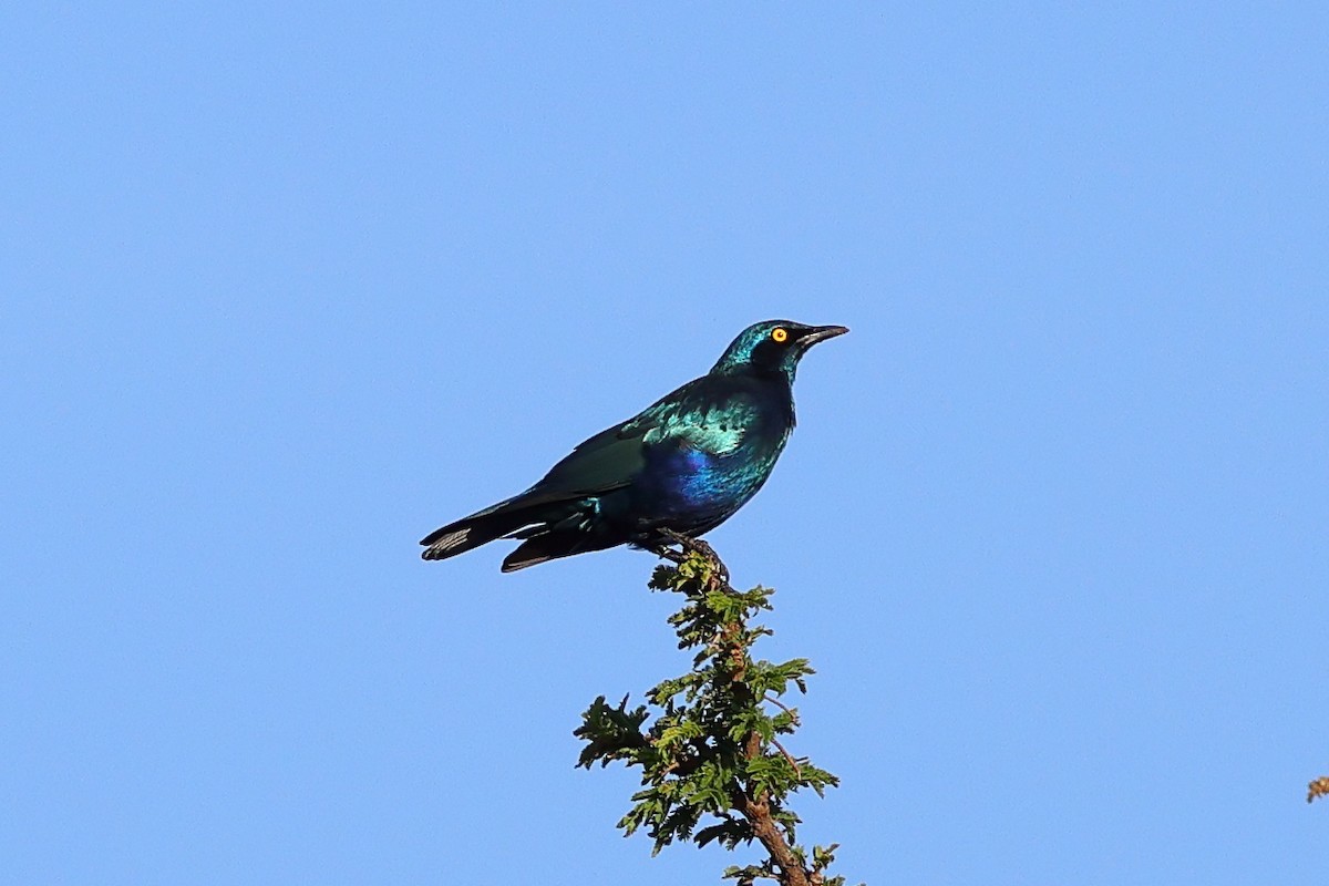 Greater Blue-eared Starling - ML647690210