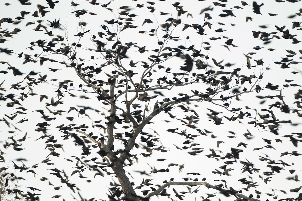 Red-winged Blackbird - ML647690224