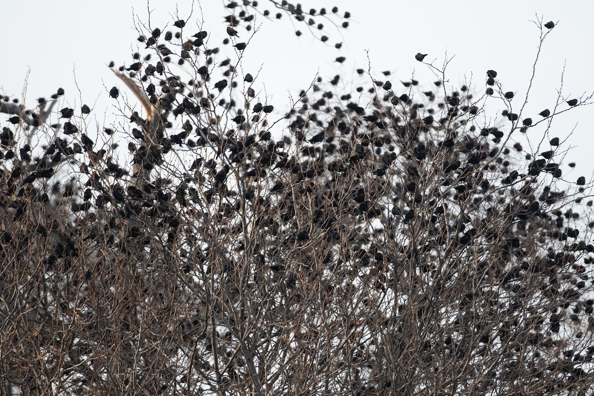 Red-winged Blackbird - ML647690225