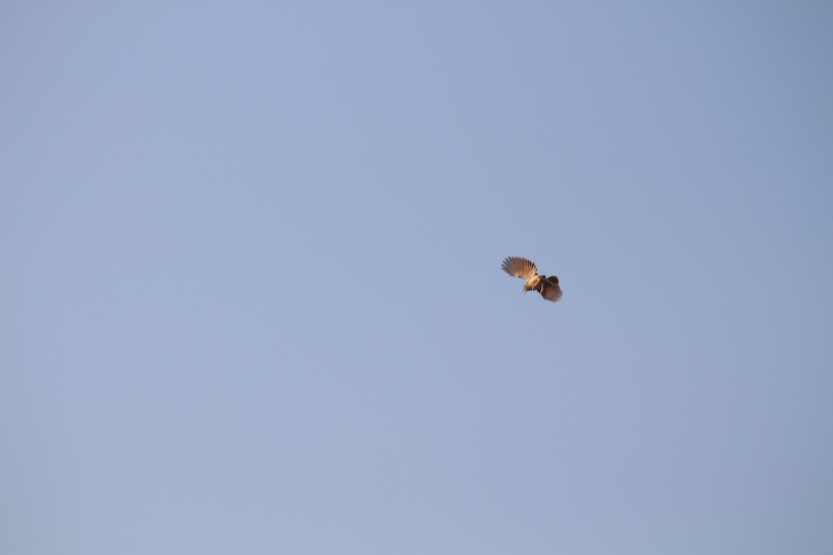 Jerdon's Bushlark - ML647690238