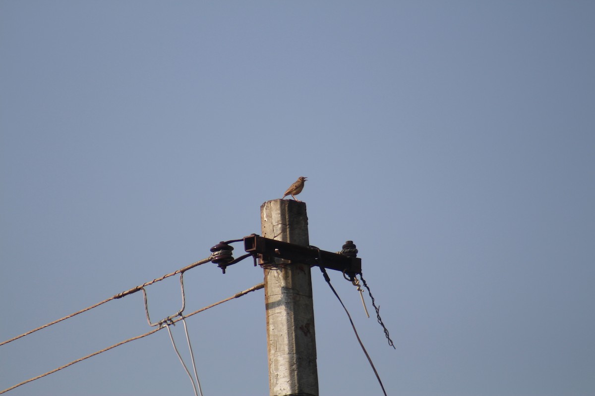 Jerdon's Bushlark - ML647690239