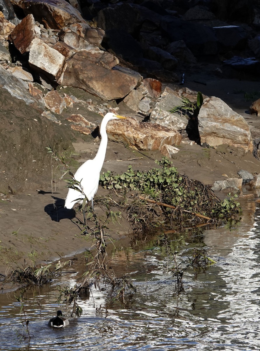 Garceta Grande - ML647690244