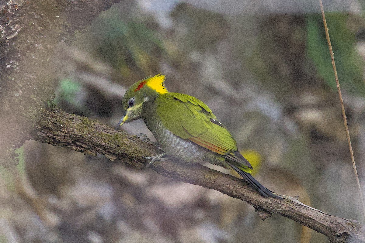 Lesser Yellownape - ML647690246