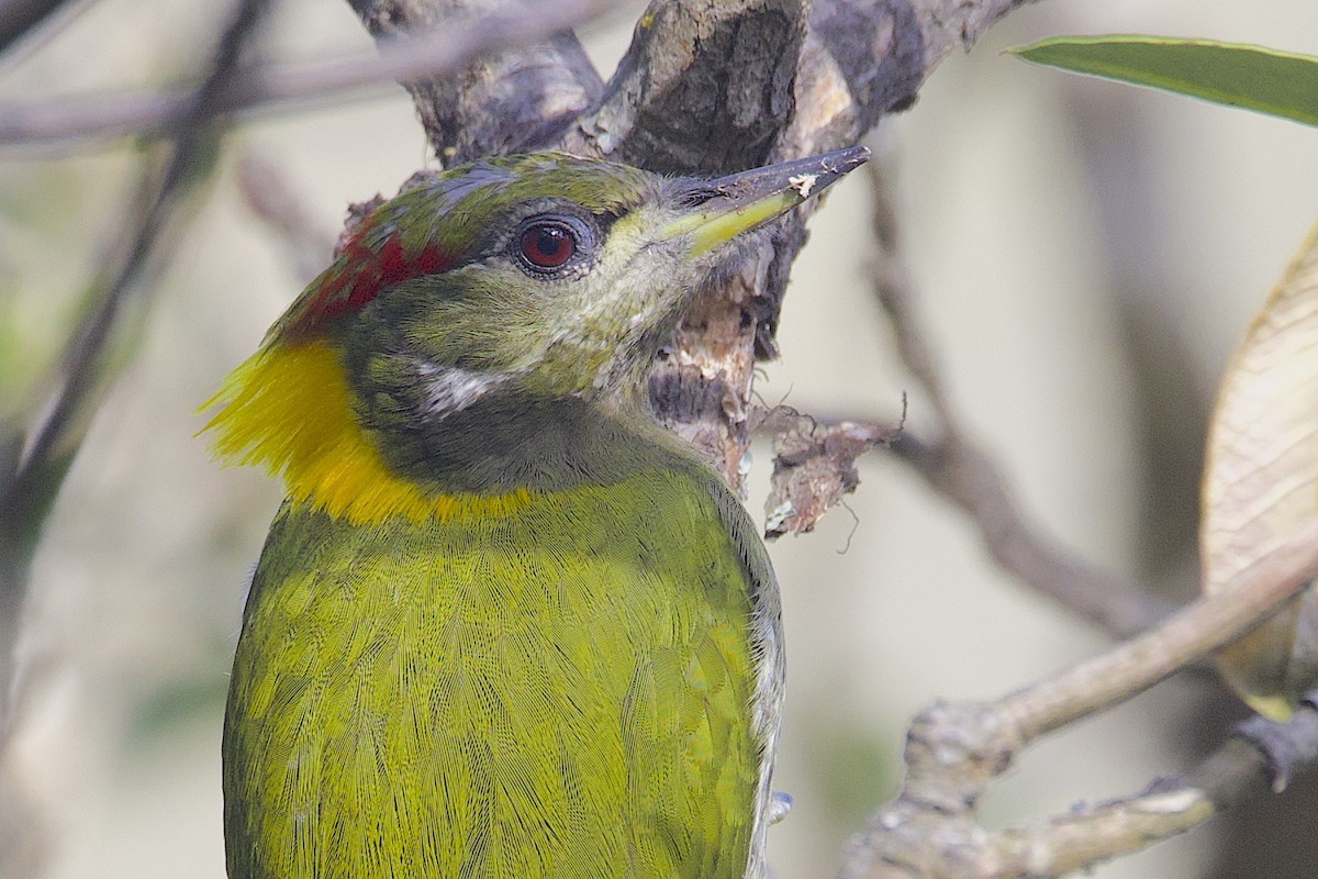 Lesser Yellownape - ML647690247