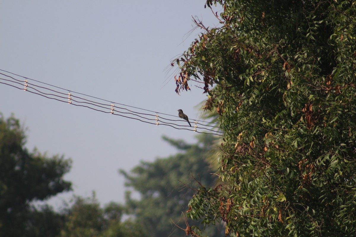 Gray-bellied Cuckoo - ML647690254