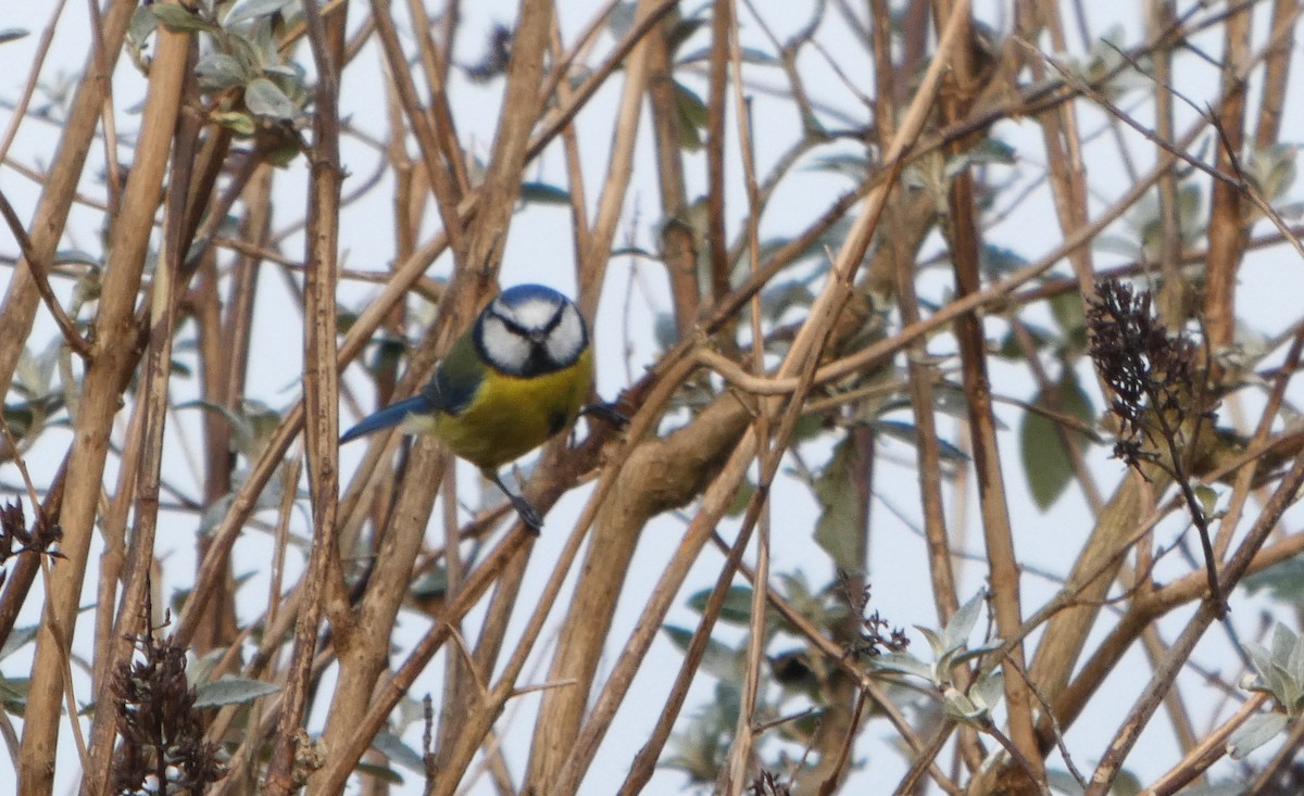 Herrerillo Común - ML647690273