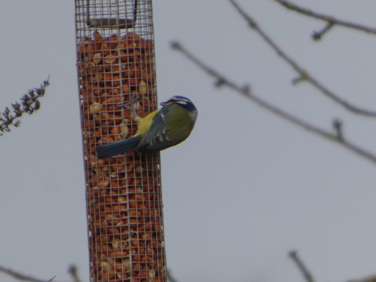 Herrerillo Común - ML647690274