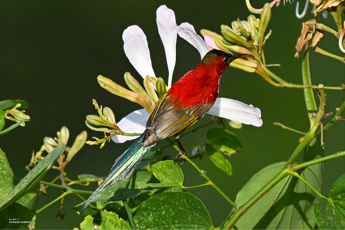 Crimson Sunbird - ML647690333