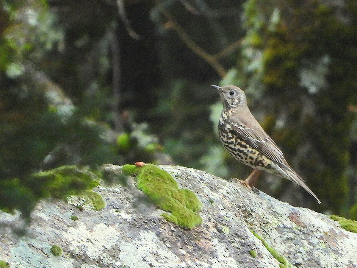 drozd brávník - ML647690335