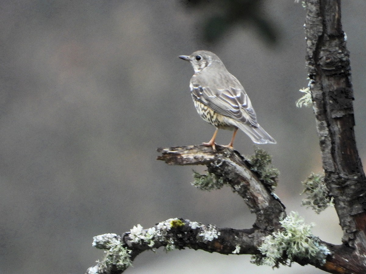 drozd brávník - ML647690352