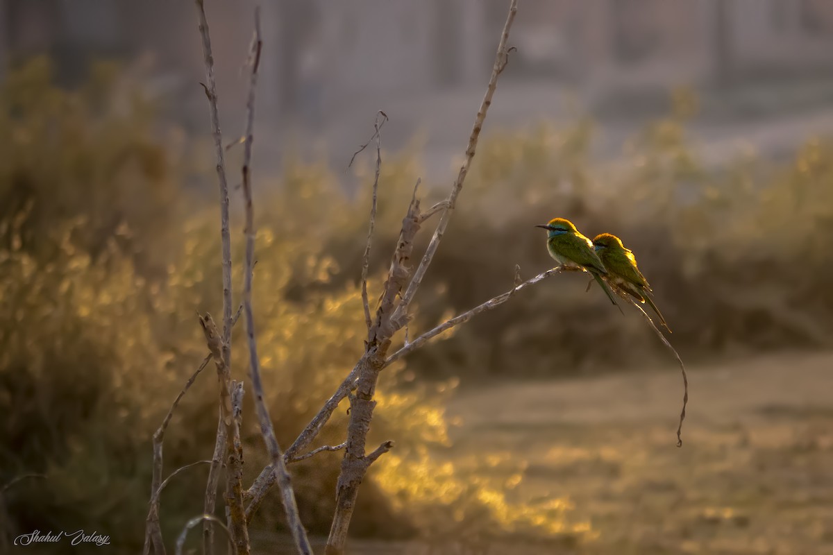 Arabian Green Bee-eater - ML647690358
