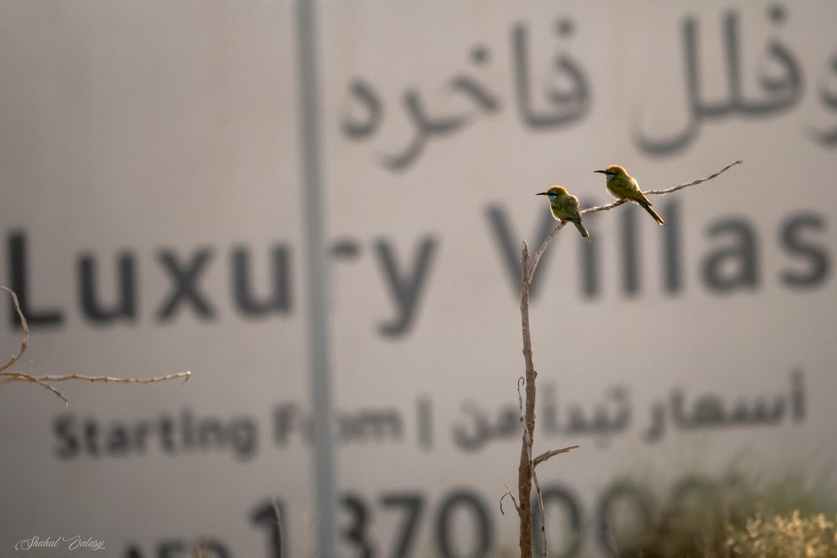 Arabian Green Bee-eater - ML647690359