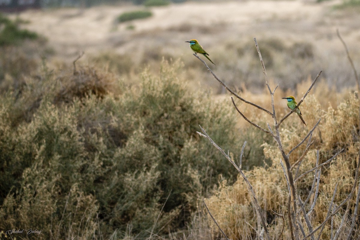 Arabian Green Bee-eater - ML647690360