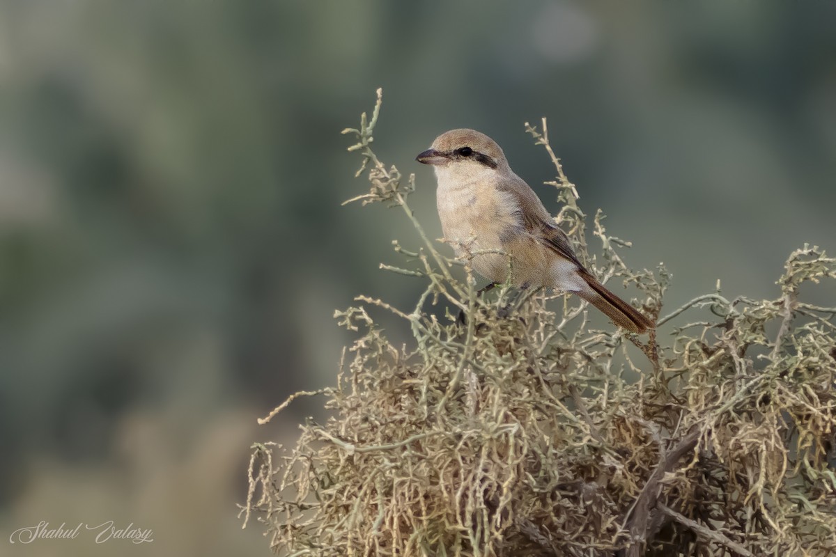 isabellavarsler - ML647690373