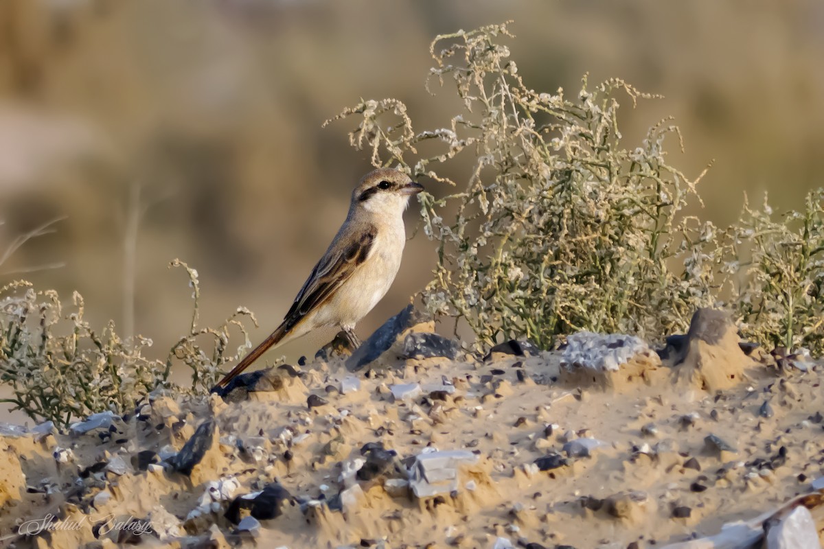 isabellavarsler - ML647690374