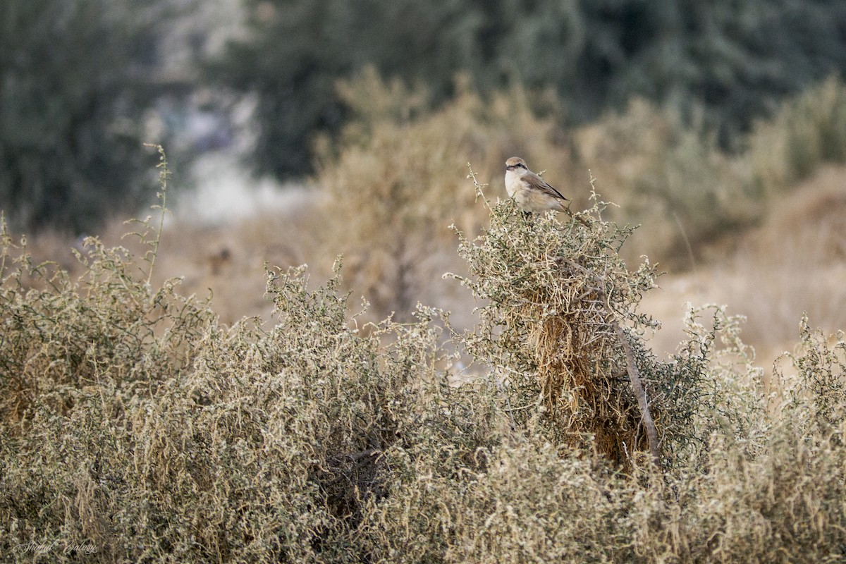 isabellavarsler - ML647690376