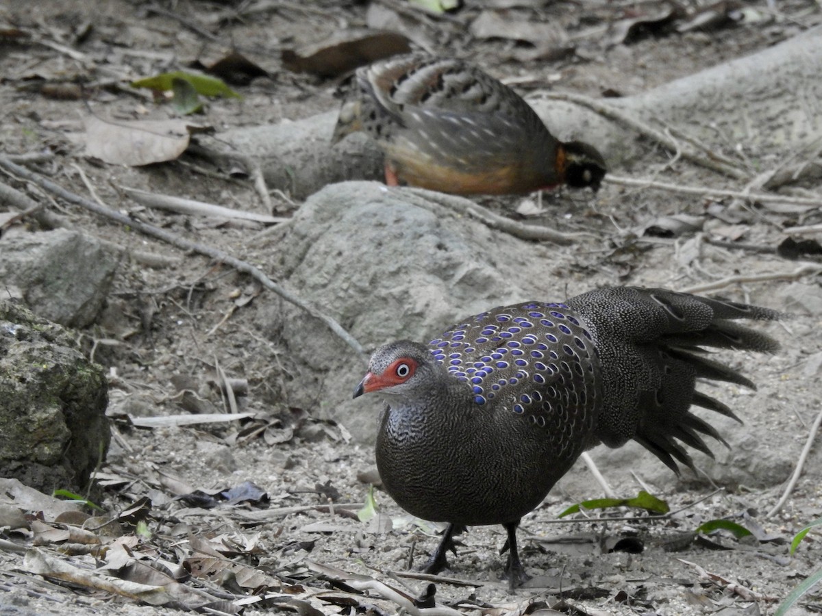 Başlıklı Küçük Tavus Sülünü - ML647690393