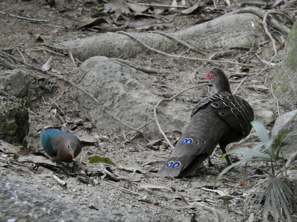 Başlıklı Küçük Tavus Sülünü - ML647690394