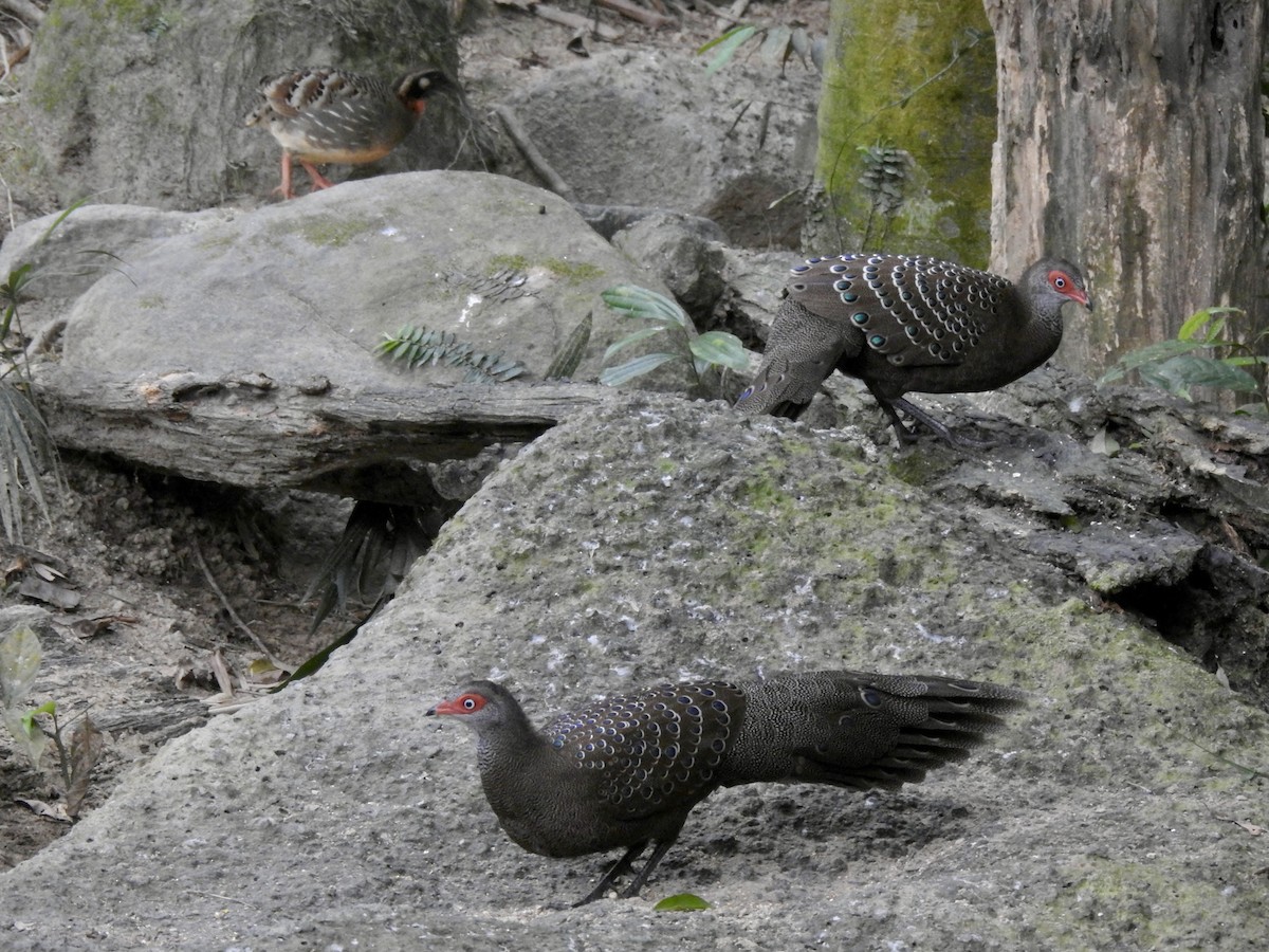 Başlıklı Küçük Tavus Sülünü - ML647690395