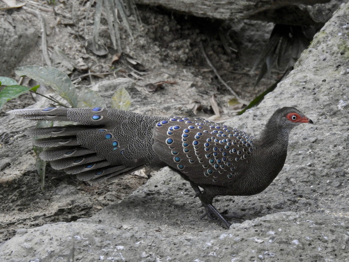 Başlıklı Küçük Tavus Sülünü - ML647690396