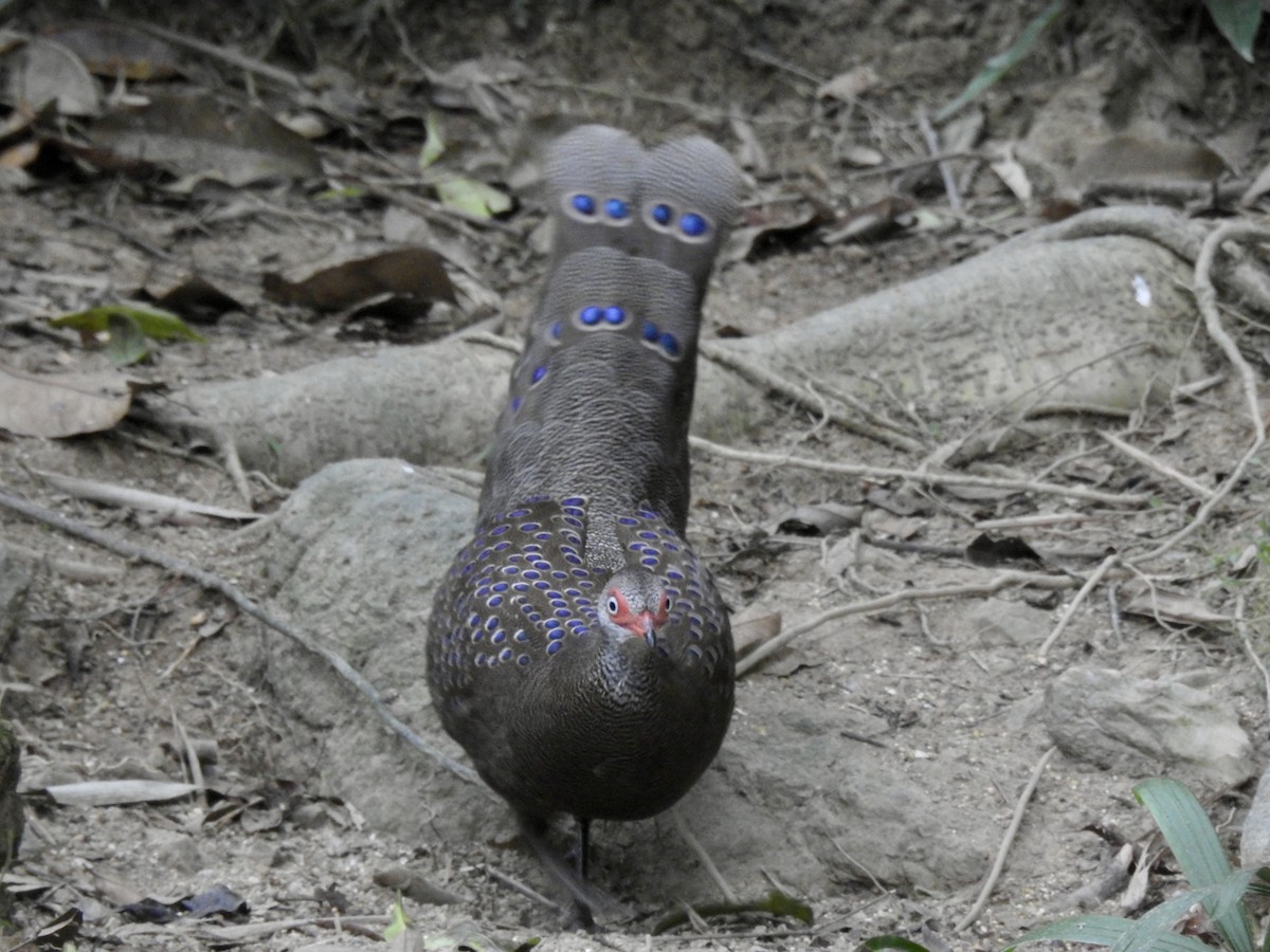 Başlıklı Küçük Tavus Sülünü - ML647690397