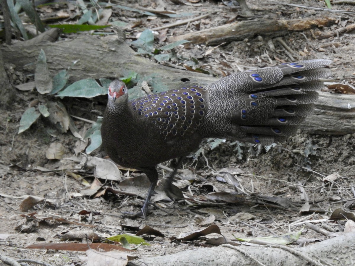 Başlıklı Küçük Tavus Sülünü - ML647690398