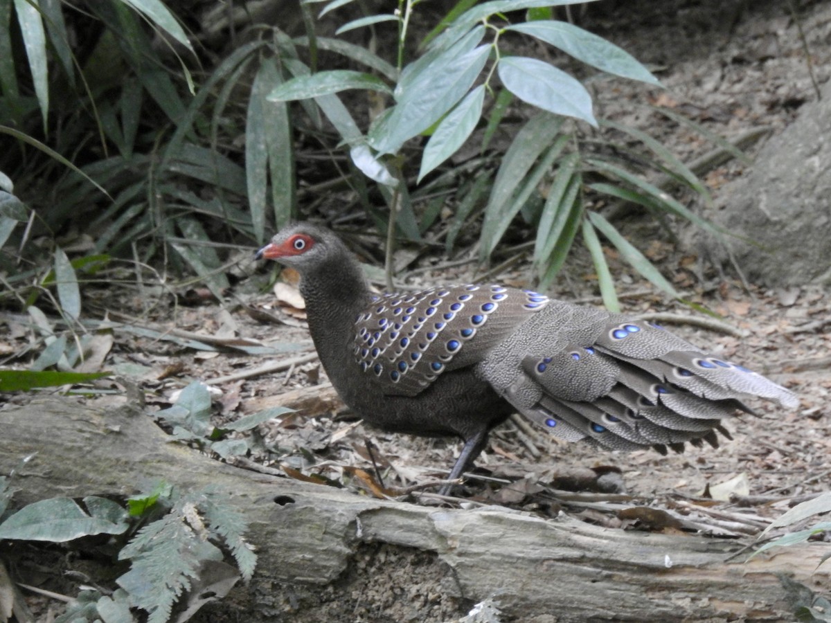 Başlıklı Küçük Tavus Sülünü - ML647690399