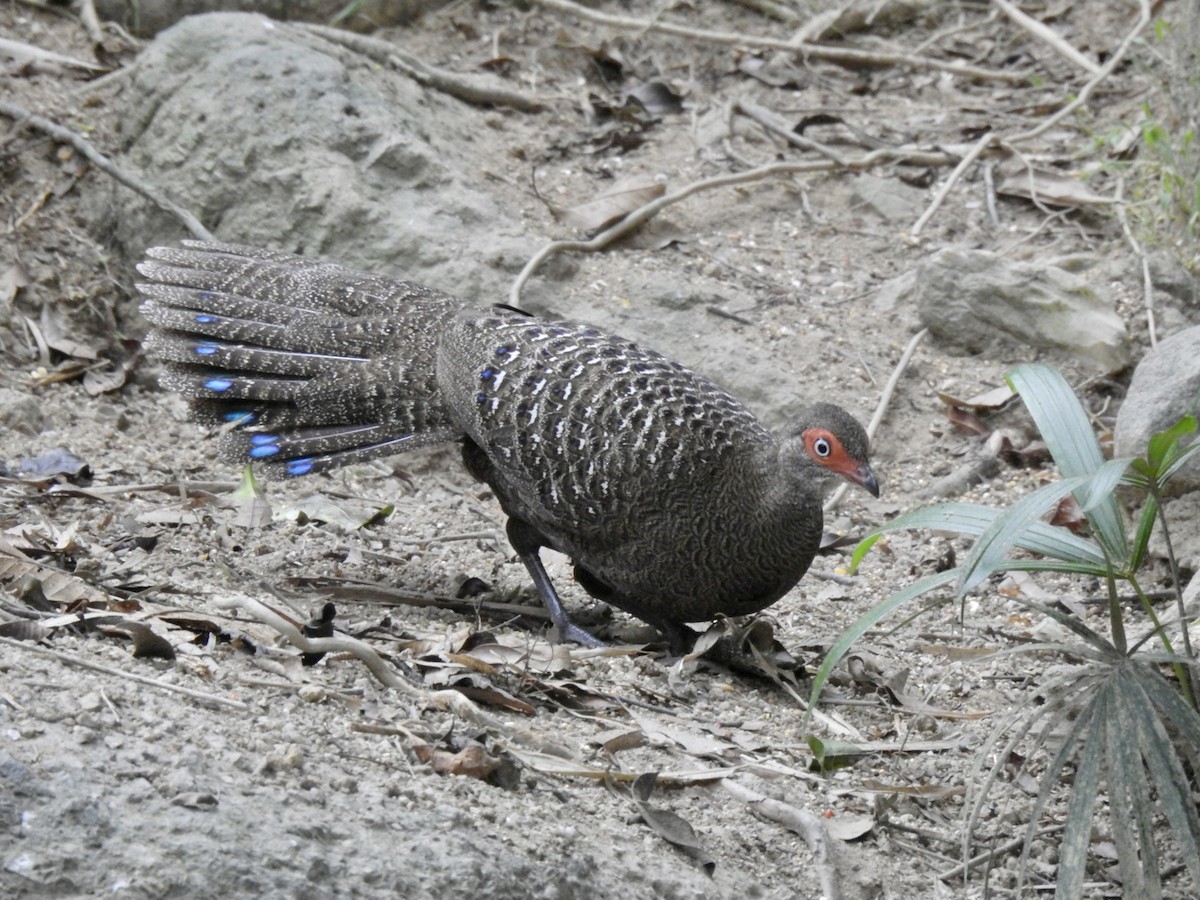 Başlıklı Küçük Tavus Sülünü - ML647690400