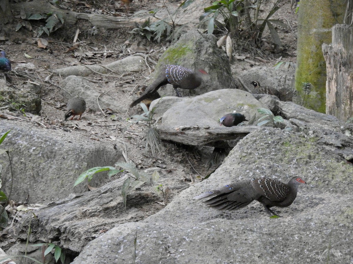 Başlıklı Küçük Tavus Sülünü - ML647690405