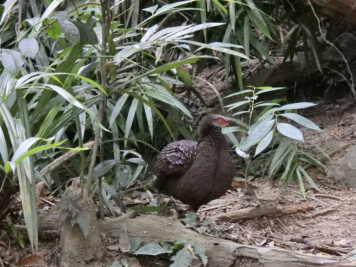 Başlıklı Küçük Tavus Sülünü - ML647690408