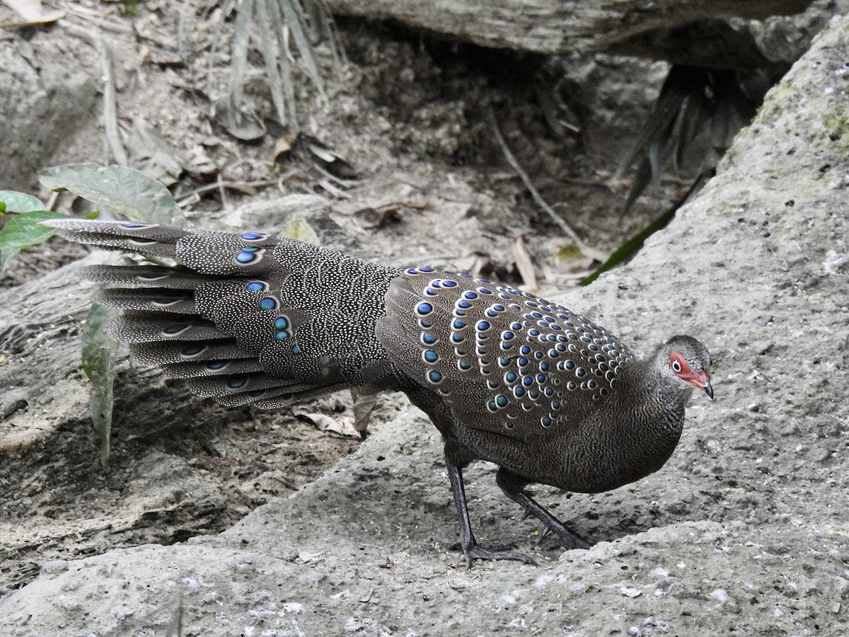 Başlıklı Küçük Tavus Sülünü - ML647690409