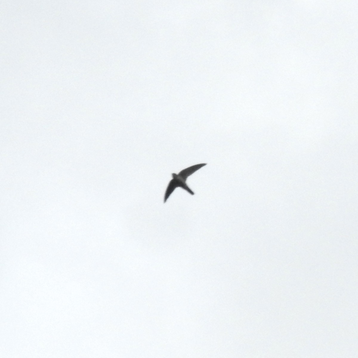 Серпокрилець південноазійський - ML647690432