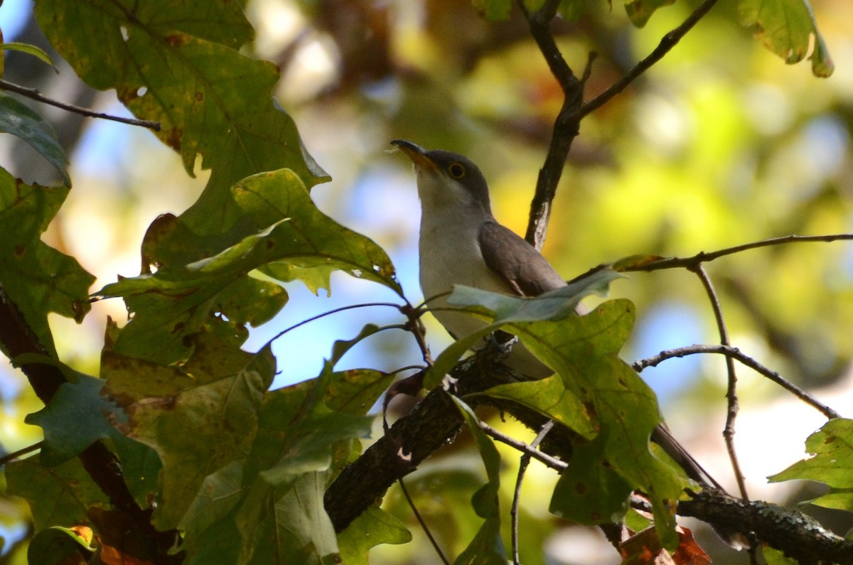 Coulicou à bec jaune - ML647690434