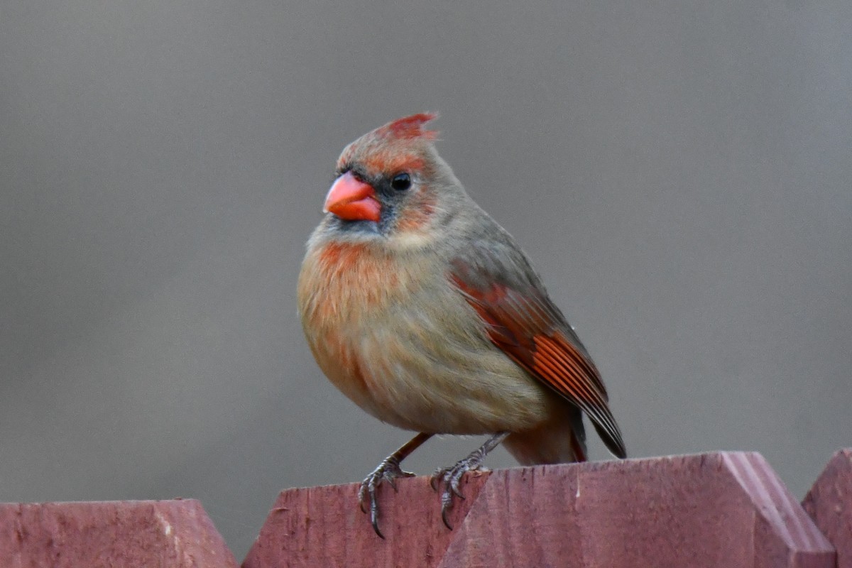 Cardinal rouge - ML647690438