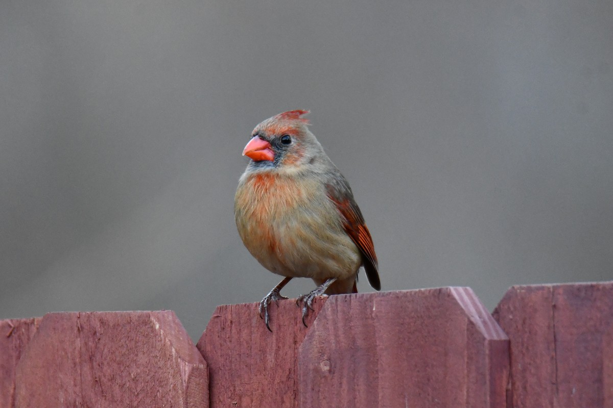 Cardinal rouge - ML647690439