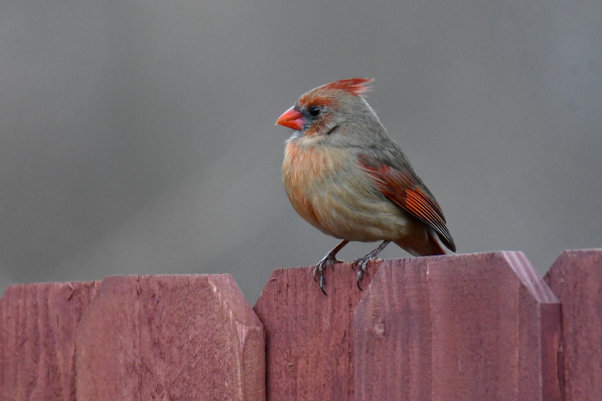 Cardinal rouge - ML647690441