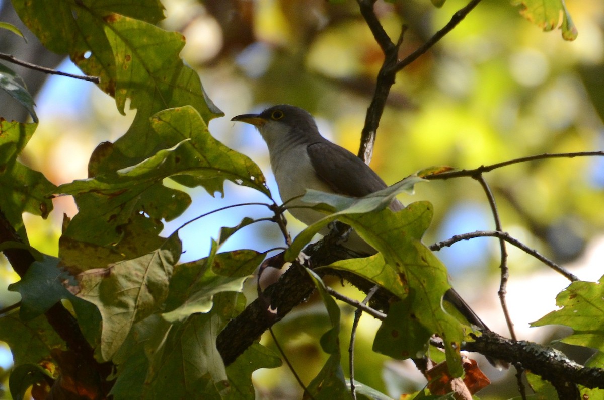 Coulicou à bec jaune - ML647690445