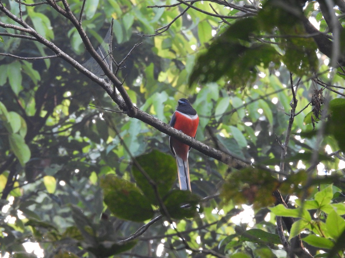 Malabar Trogon - ML647690453