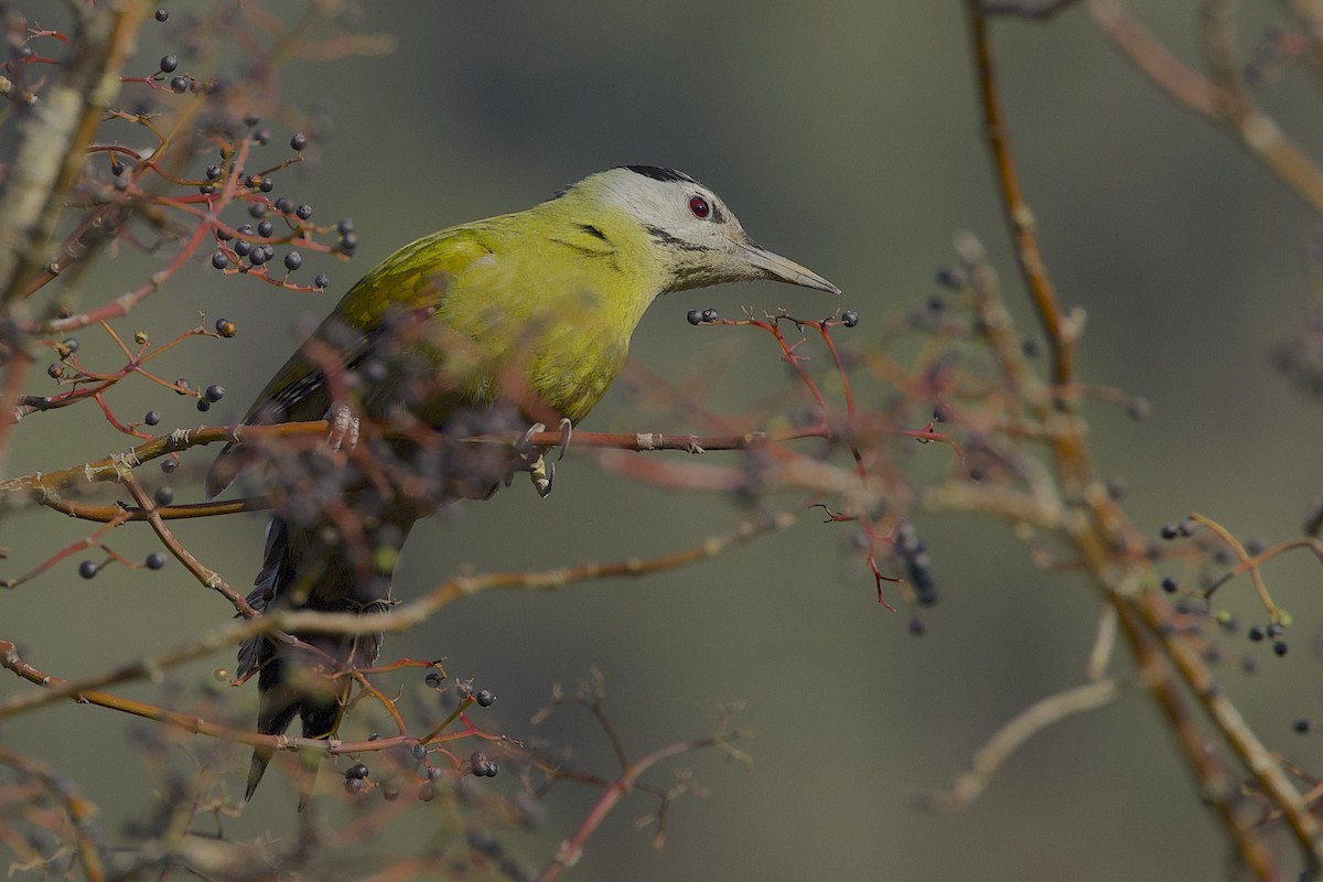 Pic cendré - ML647690455